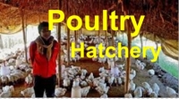 Poultry & Hatchery